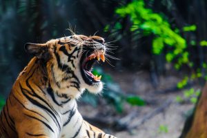 Were You Attacked By a Big Cat? Contact an Exotic Animal Injury Lawyer