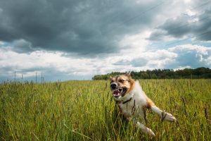 Understanding The Legal Implications Of Dog Bite Accidents In Texas