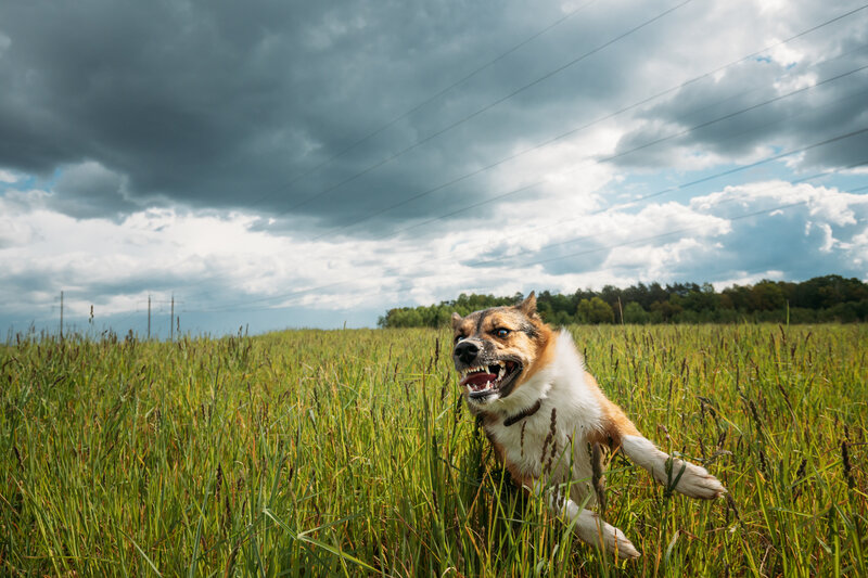 Comprender las implicaciones legales de los accidentes por mordedura de perro en Texas
